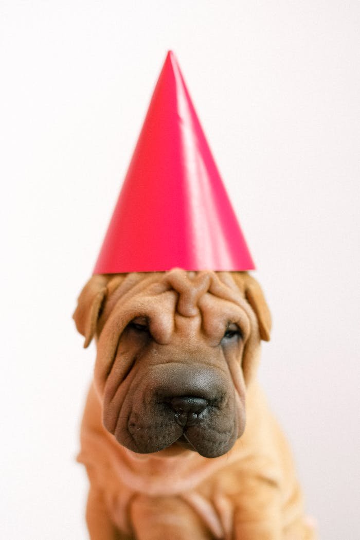 Enjoy a heartwarming photo of a Shar Pei puppy wearing a festive party hat.